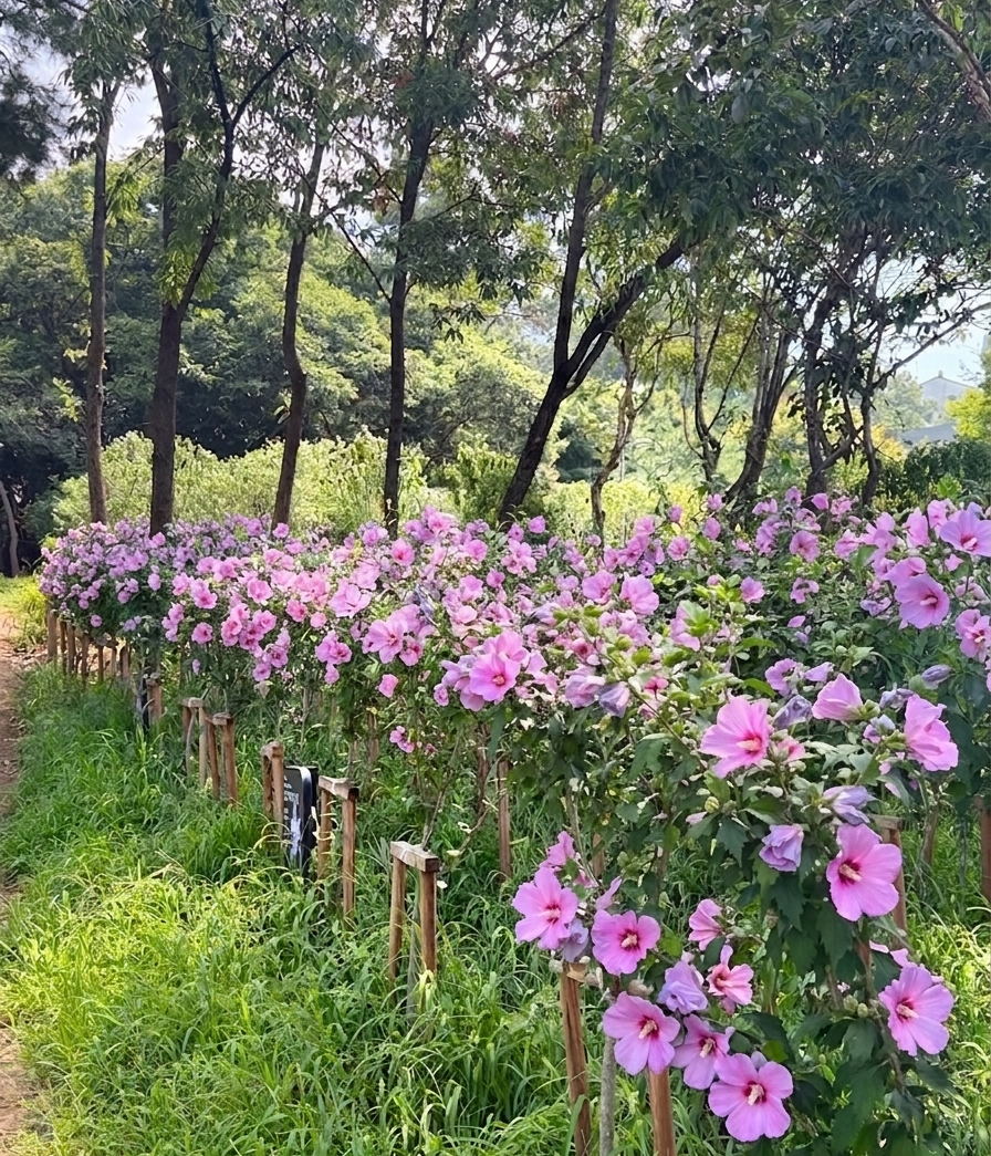 경기도, 올해 무궁화동산 3곳 조성… 김포 완료·의왕 하반기 추진
